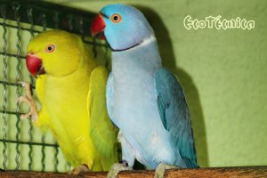 Ringnecks Azul e Canela