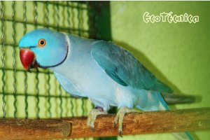 Ringnecks Azul Macho