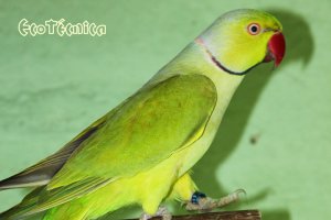 Ringnecks Canela Verde