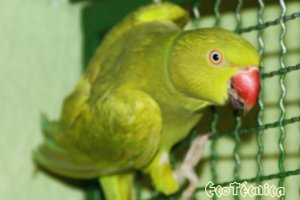 Ringnecks Dominante Edged Verde